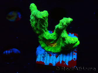 WYSIWYG - Pectinia Space Invader