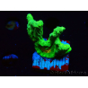 WYSIWYG - Pectinia Space Invader