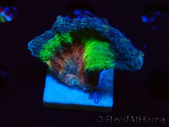 WYSIWYG RAH Pectinia Rainbow 1