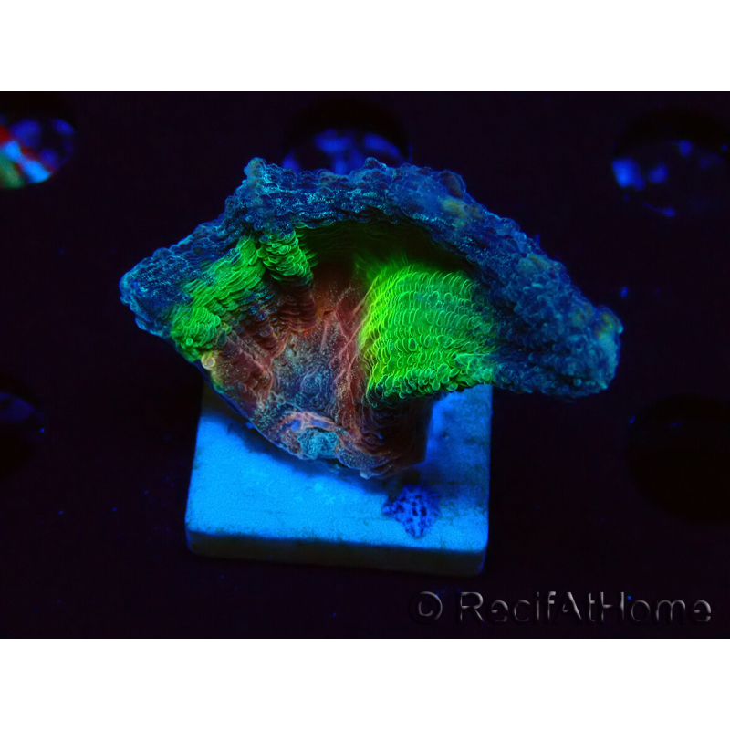 WYSIWYG Pectinia sp