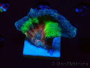 WYSIWYG Pectinia sp