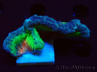 WYSIWYG RAH Pectinia Rainbow 2