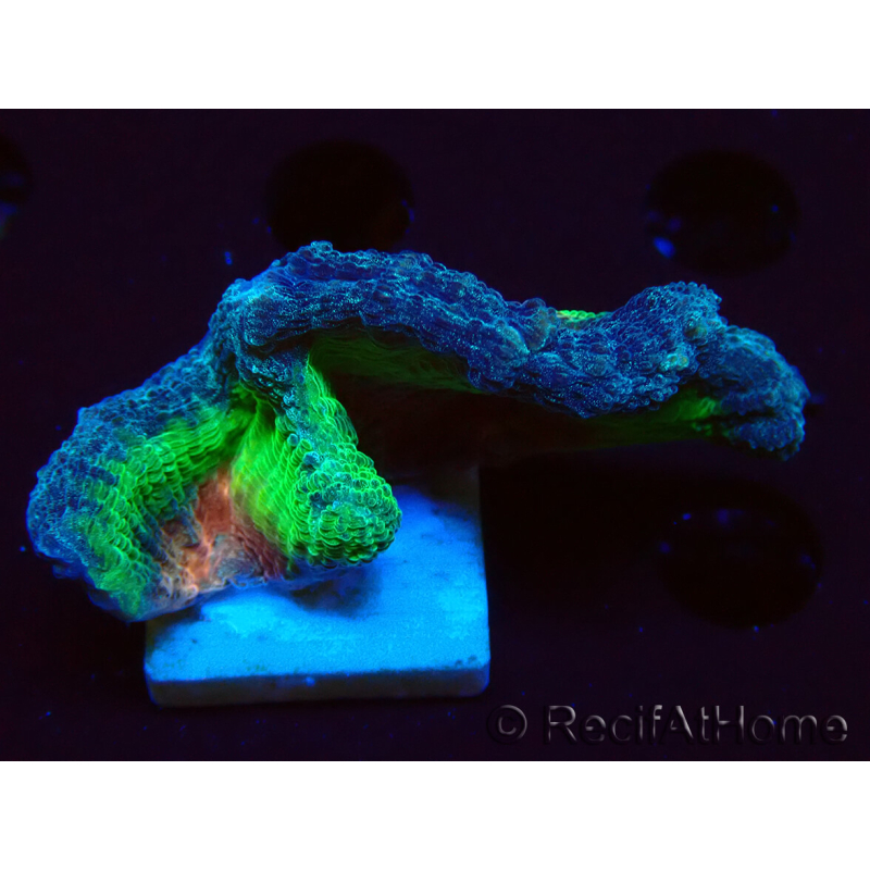 WYSIWYG RAH Pectinia Rainbow 2