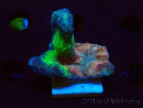 WYSIWYG - RAH Rainbow Pectinia