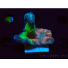 WYSIWYG RAH Pectinia Rainbow 3