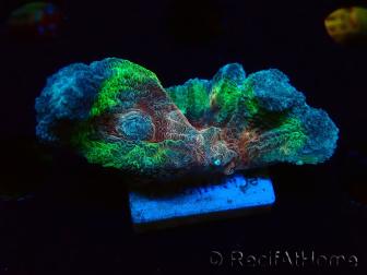 WYSIWYG - RAH Rainbow Pectinia