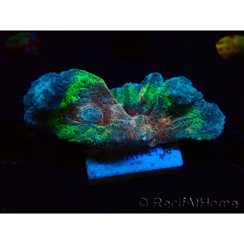 WYSIWYG - RAH Rainbow Pectinia