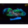 WYSIWYG - RAH Rainbow Pectinia