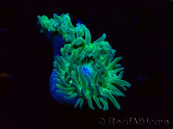 WYSIWYG Duncanopsammia axifuga Verde