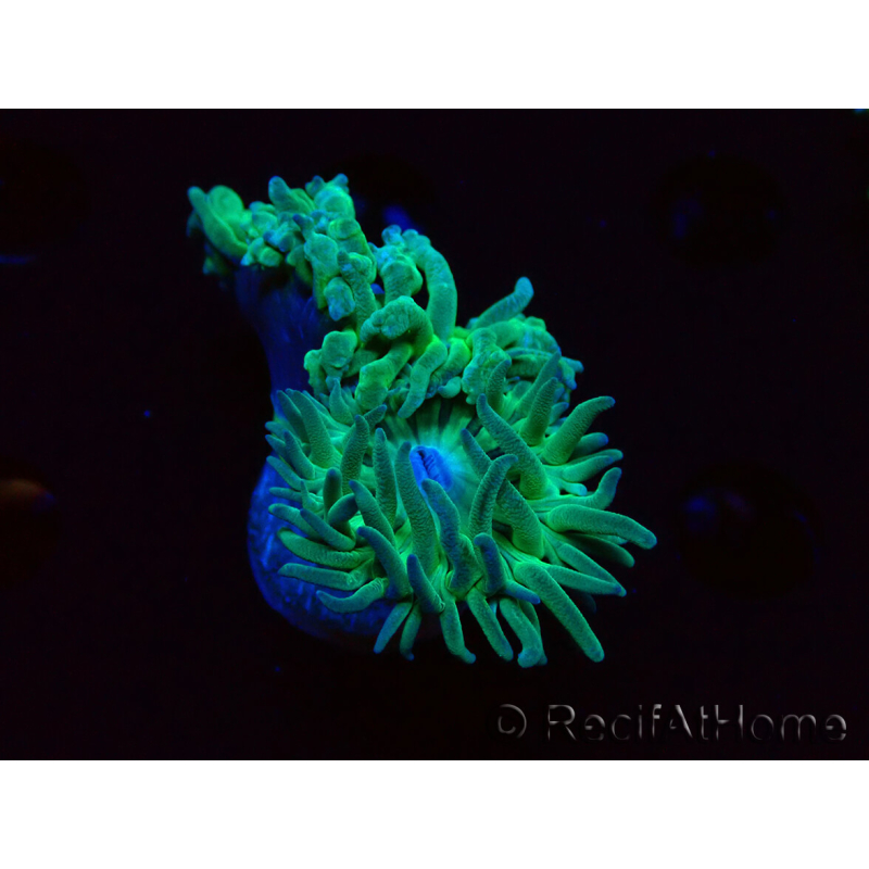 WYSIWYG Duncanopsammia axifuga Green 1