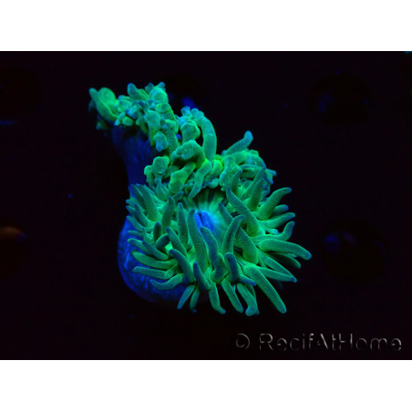 WYSIWYG Duncanopsammia axifuga Verde