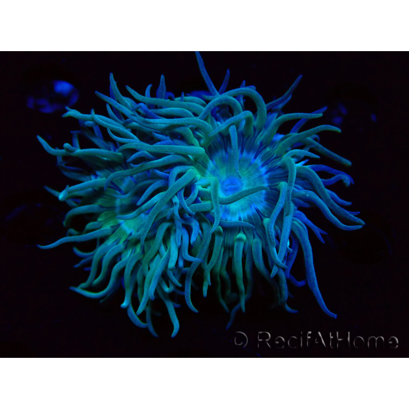 WYSIWYG Duncanopsammia axifuga Green 2