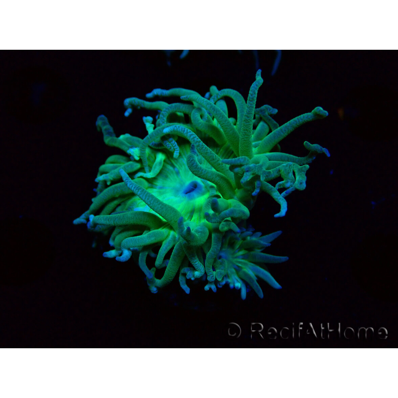 WYSIWYG Duncanopsammia axifuga Green 3