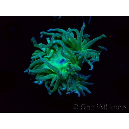 WYSIWYG Duncanopsammia axifuga Verde