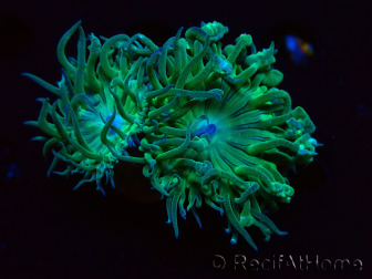 WYSIWYG Duncanopsammia axifuga Green 4