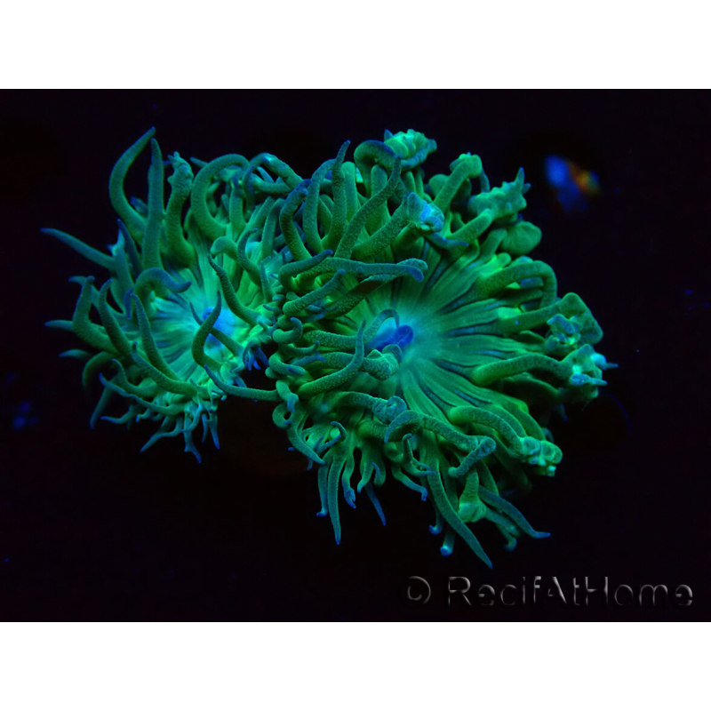 WYSIWYG Duncanopsammia axifuga Green 4