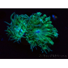 WYSIWYG Duncanopsammia axifuga Green 4