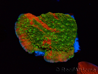 WYSIWYG WWC Sunfire GRAFTED Montipora plateau 11N1