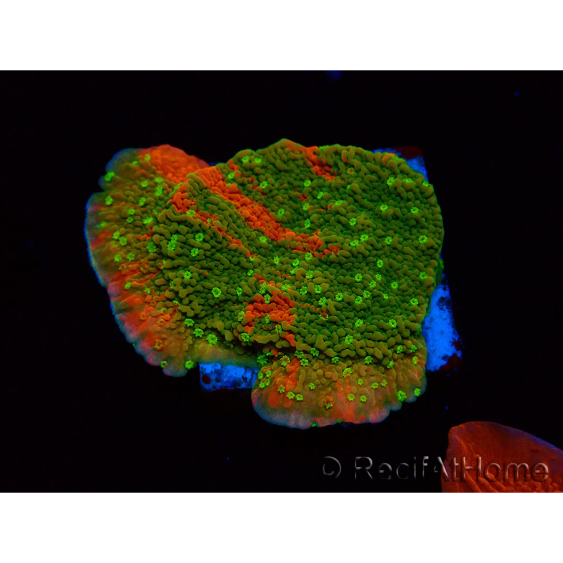 WYSIWYG WWC Sunfire GRAFTED Montipora plateau