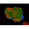 WYSIWYG WWC Sunfire GRAFTED Montipora plateau