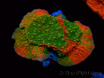 WYSIWYG WWC Sunfire GRAFTED Montipora plateau