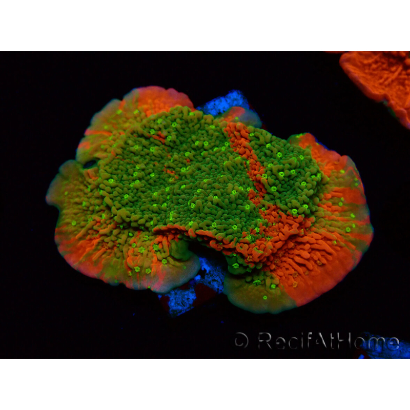 WYSIWYG WWC Sunfire GRAFTED Montipora plateau 11N2