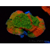 WYSIWYG WWC Sunfire GRAFTED Montipora plateau