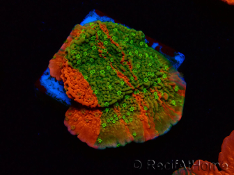 WYSIWYG WWC Sunfire GRAFTED Montipora plateau 11N3