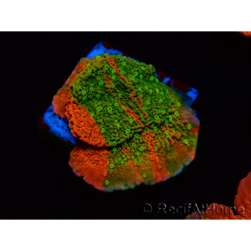 WYSIWYG WWC Sunfire GRAFTED Montipora plateau 11N3