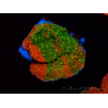 WYSIWYG WWC Sunfire GRAFTED Montipora plateau 11N3