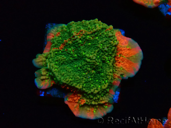 WYSIWYG WWC Sunfire GRAFTED Montipora plateau 11N4