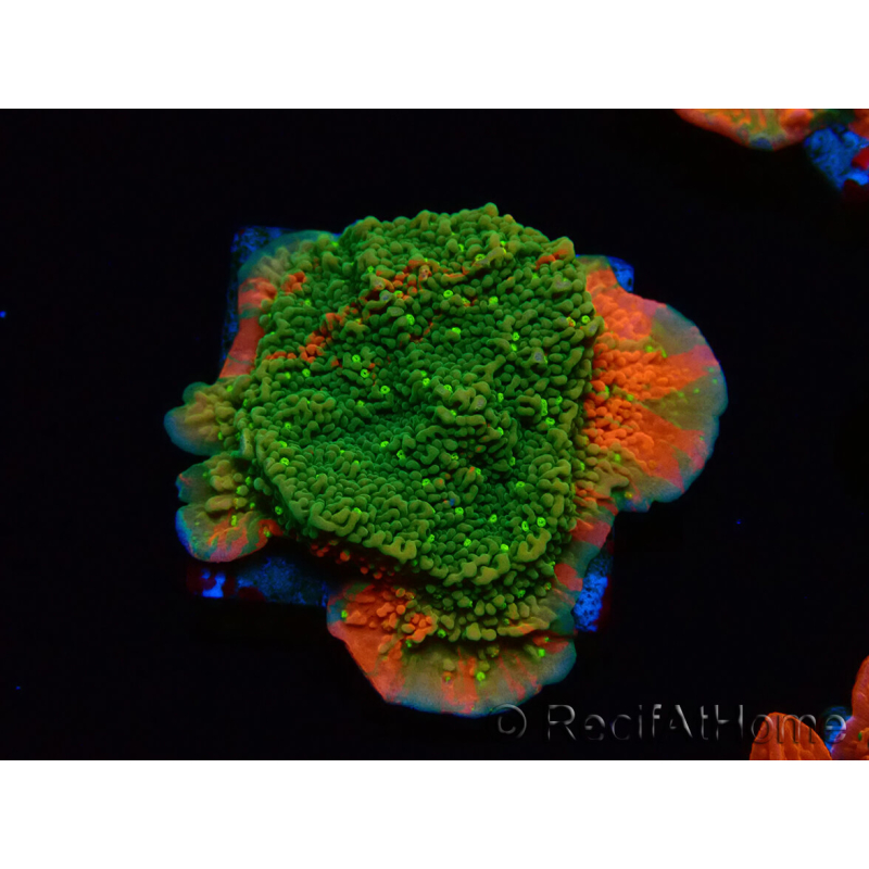 WYSIWYG WWC Sunfire GRAFTED Montipora plateau