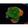 WYSIWYG WWC Sunfire GRAFTED Montipora plateau