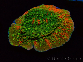 WYSIWYG WWC Sunfire GRAFTED Montipora plateau 11N5