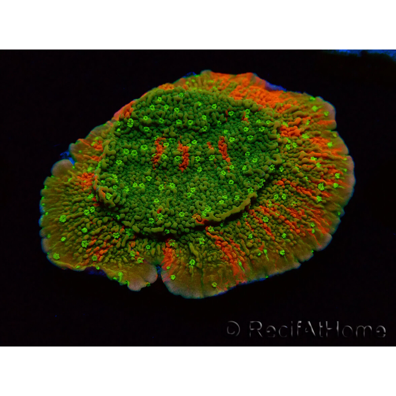 WYSIWYG WWC Sunfire GRAFTED Montipora plateau