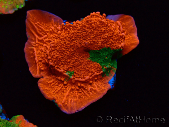 WYSIWYG Montipora plateau GRAFTED ULTRA