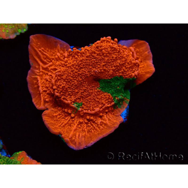 WYSIWYG Montipora plato INJERTADO ULTRA