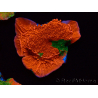 WYSIWYG Montipora plateau GRAFTED ULTRA 11O1