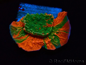 WYSIWYG Montipora plate GRAFTED ULTRA