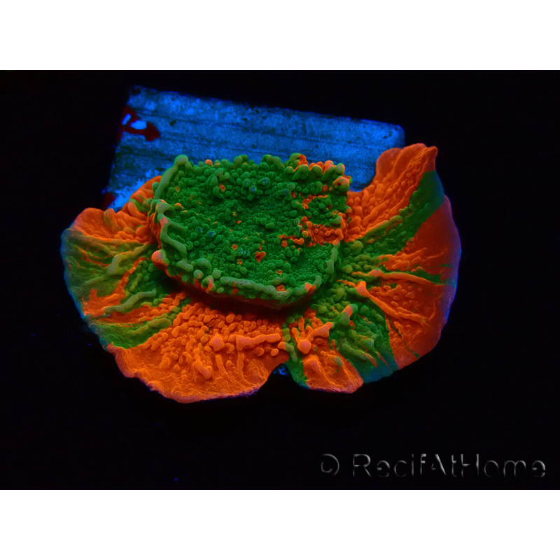WYSIWYG Montipora plateau INNESTATO ULTRA