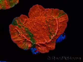 WYSIWYG Montipora Plateau GRAFTED ULTRA