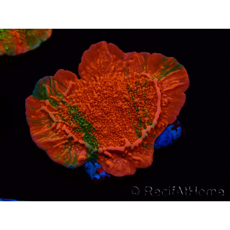 WYSIWYG GRAFTED ULTRA A3 Montipora plate