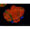 WYSIWYG Montipora plato INJERTADO ULTRA