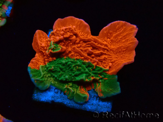 WYSIWYG Montipora plateau GRAFTED ULTRA 11O4