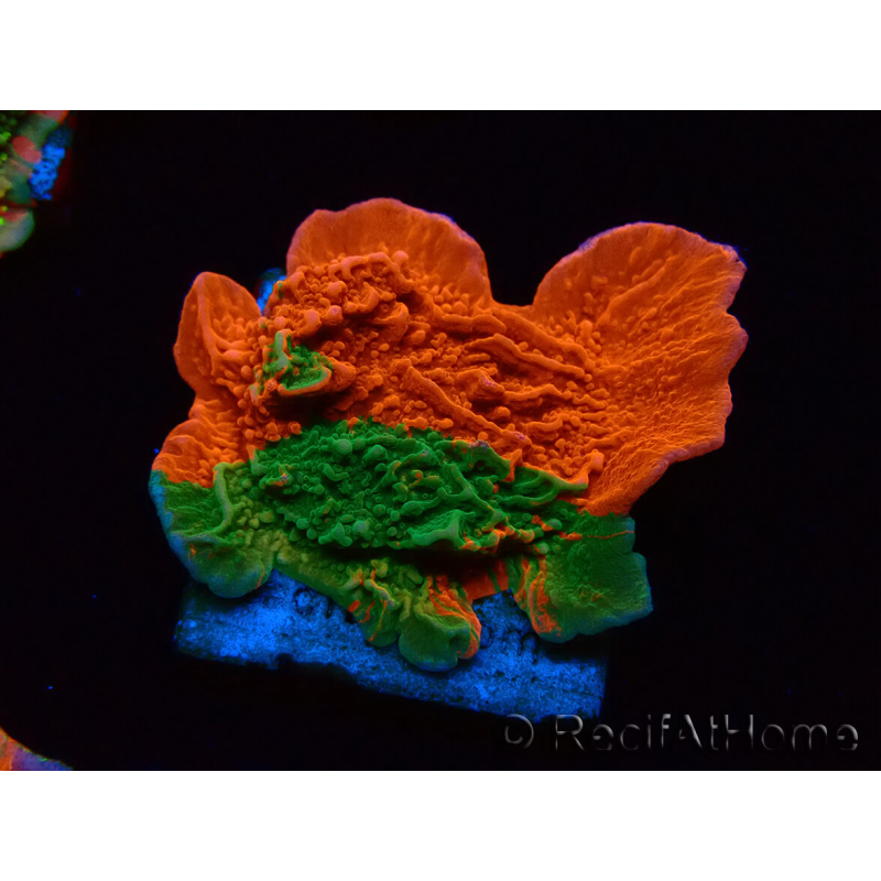 WYSIWYG Montipora plateau INNESTATO ULTRA