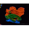 WYSIWYG Montipora plato INJERTADO ULTRA