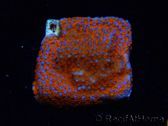WYSIWYG Montipora Superman