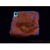 WYSIWYG Montipora Superman
