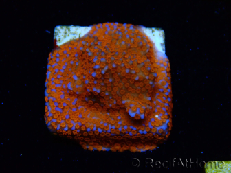 WYSIWYG Montipora Superman