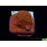 WYSIWYG Montipora Superman